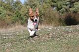 CORGI CARDIGAN 039